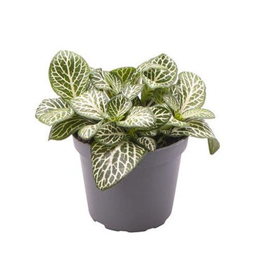 Fittonia Plant - Nerve plant